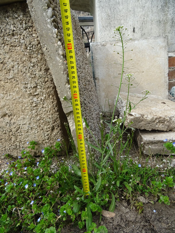 Capsella bursa-pastoris / Borsapastore comune